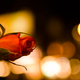 Illustration for article titled Shooting Challenge: Bokeh, Gallery 4